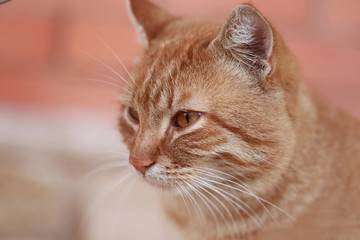Portrait of a red cat on a blurry background of indeterminate color