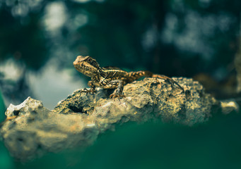 A day at the Cenote