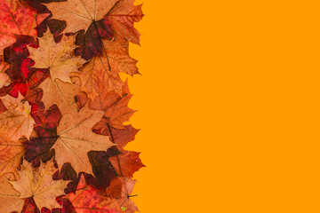 Maple leaves on an orange background with a copy of the space. Autumn background.