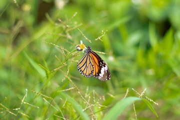 butterfly, monarch butterfly, insect, monarch, flower, nature, orange, green,  fly, white, plant, 