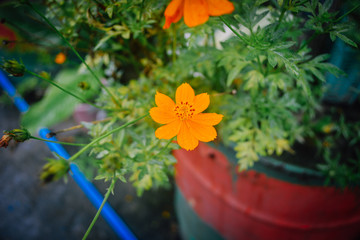 Fototapeta na wymiar Flowers Smiling in my roof garden