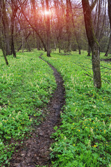 Fototapeta na wymiar pathway in green forest
