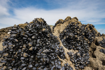 Wild blue mussels, (Mytilus edulis) growing on rocky west coast of county Kerry, Ireland