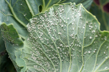 Whitefly Aleyrodes proletella agricultural pest on cabbage leaf