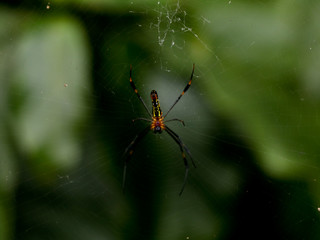 Multi colored spider on spider web