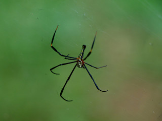 Multi colored spider on spider web