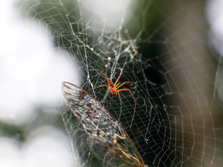 Multi colored spider on spider web