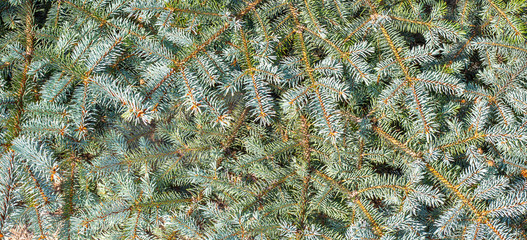 Christmas background blue spruce. Coniferous plant, close-up