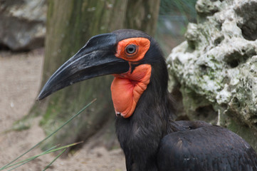 A Southern ground hornbill (Bucorvus leadbeateri)