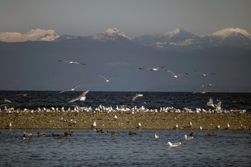 flock of seagulls and duck view of beach ocean and snow cap mountains