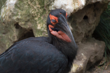 A Southern ground hornbill (Bucorvus leadbeateri)