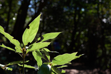 木漏れ日を浴びる葉