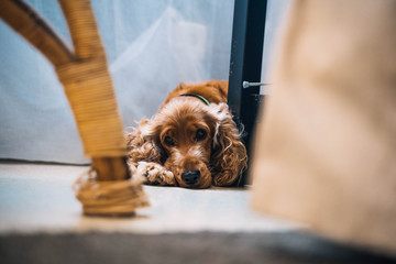 cute dog cocker spaniel in the living room