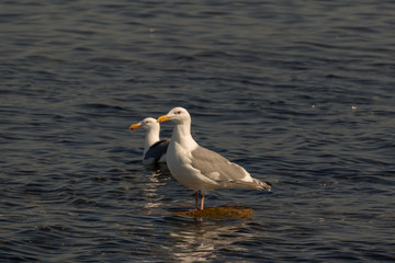 Fototapeta na wymiar couple of seagull bathing in the ocean