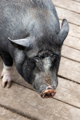 Pot-bellied young female pig on wooden floor.