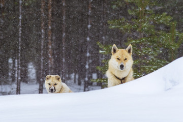 dog Laika in winter when it snows with a puppy in the forest