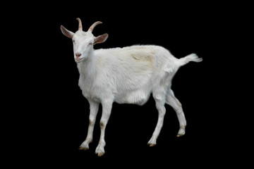 Funny white female Goat isolated on black background.