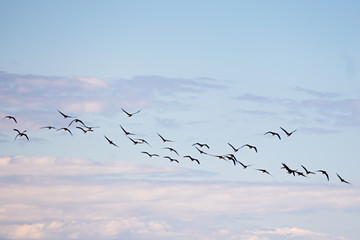 flock of gees in flight