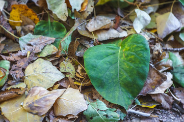 Fallen yellow leaves on autumn grass. Season change concept.
