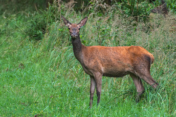 Alttier – Hirschkuh