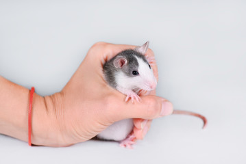 Young gray rat in female hand isolated on white.