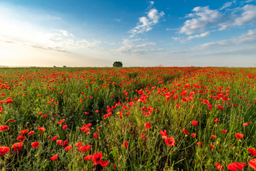 Beautiful summer day over poppy field