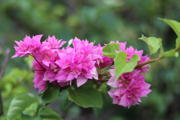 close up of pink hydrangea flowers