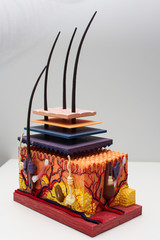 the layout of the skin in the incision Model of human Skin