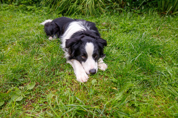 Naklejka na ściany i meble Outdoor portrait of cute smiling puppy border collie lying down on grass park background. Little dog with funny face in sunny summer day outdoors. Pet care and funny animals life concept