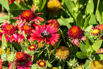 Red and yellow flowering Echinacea plant with a bee 