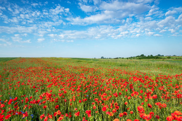 Fototapeta na wymiar Beautiful summer day over poppy field