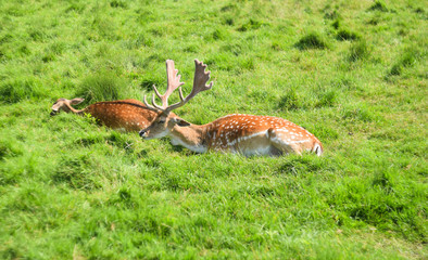 two deers are resting on green grass