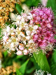 Dwukolorowa Spiraea