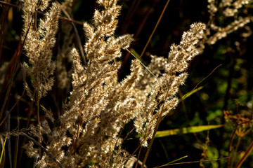 Golden brooms - wild herb, panicle, dry, grass