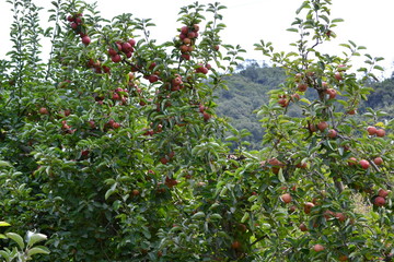 red apples on branches