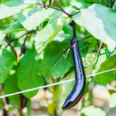 収穫期の国産のナス【秋イメージ】