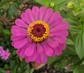 Obraz premium purple Echinacea purpurea blossom with yellow stamens showed in summer morning