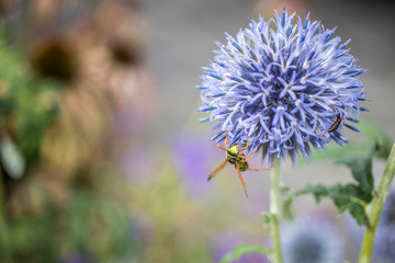 Nahaufnahme einer Wespe auf einer blauen Blume
