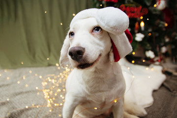 Joy puppy dog celebrating christmas wearing a santa claus hat.