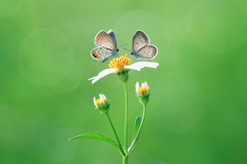 
two butterflies are hanging out on a flower