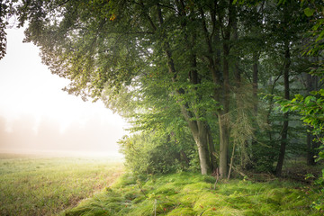 Naklejka premium Forest
