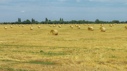 Fototapeta premium Haystacks of dry hay on the field in sunny day. Rural landscape with sky background. Golden harvest of wheat. Selective focus, copy space