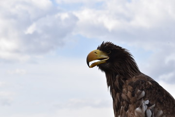 Portrait of a sea eagle sitting on a branch