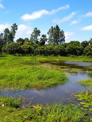 Fototapeta premium Lake in the forest
