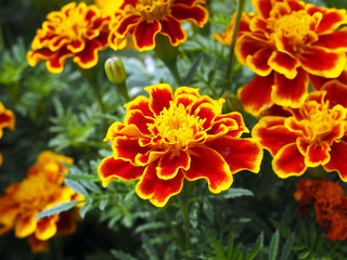 orange color with yellow rim french marigold flowers in garden