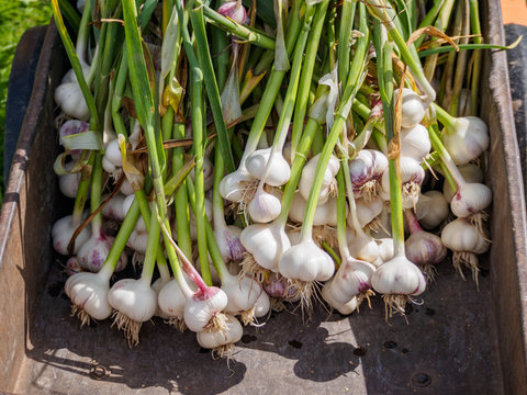 Harvesting garlic. Fresh clean garlic heads with leaves in garden wheelbarrow.