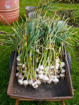 Harvesting garlic. Fresh garlic heads with leaves in a garden wheelbarrow.