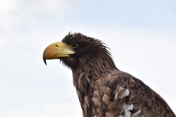Portrait of a sea eagle sitting on a branch
