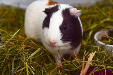 Black and white guinea pig close-up
