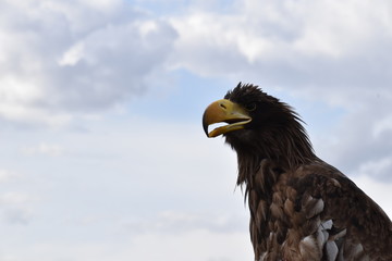 Portrait of a sea eagle sitting on a branch